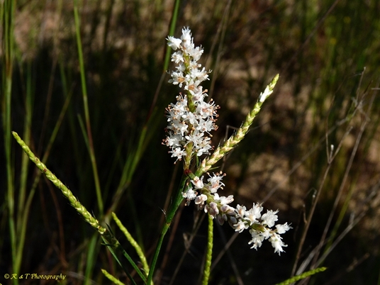 {Polygonum fimbriatum}